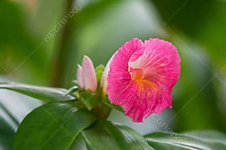 Pink flower of Cameroon Pink Ginger growing in Singapore