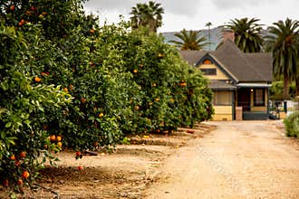 Orange groves and a farm house