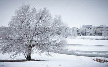 Winter Landscape with frosty tree in neighborhood park