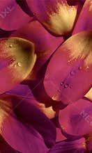 Flower Petal Background