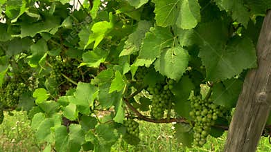 Grapes on vines growing in a Rhine Valley vineyard, Germany, Europe