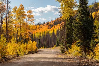 Aspens Along the Bachelor Loop, Creede Colorado