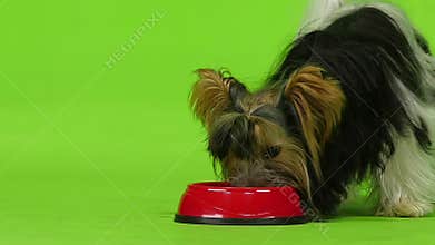 Dog eats. Green screen. Slow motion