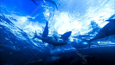 Swimming and scuba diving / snorkeling with tuna