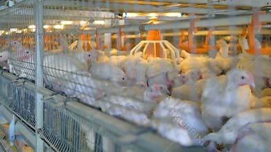 Chicken at poultry, farm. Poultry production. 4K.