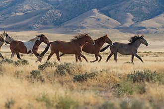 Wild Horses Running in the Utah Desert