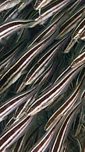 Mobile phone wallpaper; unique macro marine background