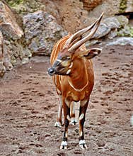 Antelope Bongo