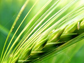 barley spike