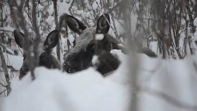 Big beautiful brown moose and calf resting in deep cold winter forest in the arctic circle wilderness