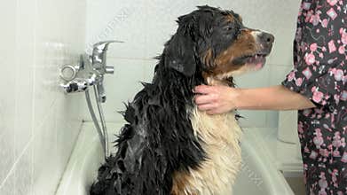 Big dog taking a bath.