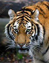 Tiger's Stare