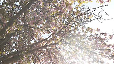 Cherry blossom sakura tree petals falling slow motion