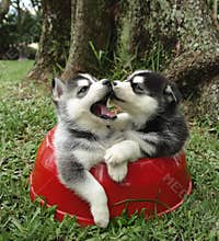 Husky puppies
