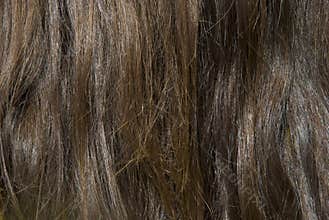 Thick Luxurious Brown Hair Closeup