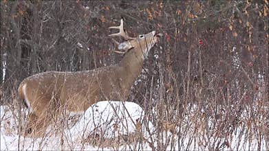 Whitetail Deer Buck Feeding in the Gently Falling Snow