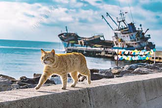Walking Cat at seaside with sunken ship and colored balloons background