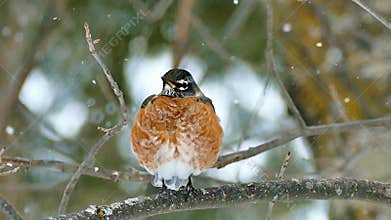 American robin, Turdus migratorius, perched on branch in snowfall