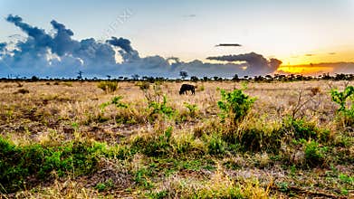 Sunrise over the savanna with a grazing wildebeest in central Kruger National Park