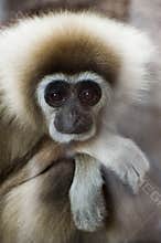 White-handed Gibbon