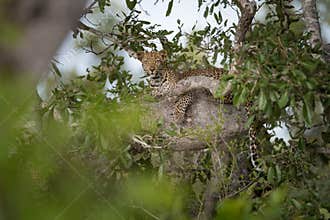 Distant leopard concealed in a leafy green tree.