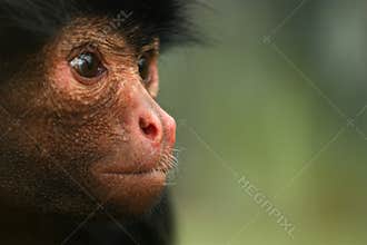 Spider Monkey Portrait