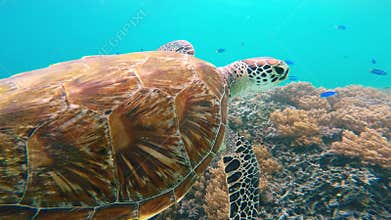 Sea turtle on coral reef