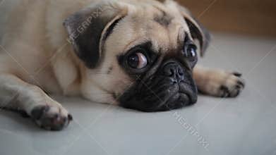 Close-up face of cute pug dog