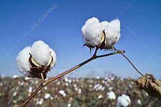 Cotton field