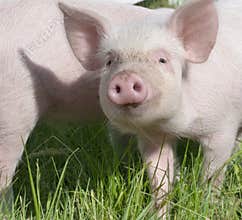 Small pigs