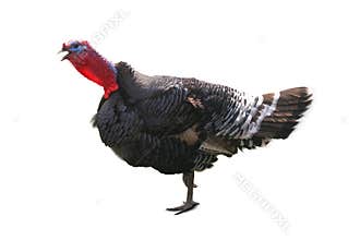 Loud turkey