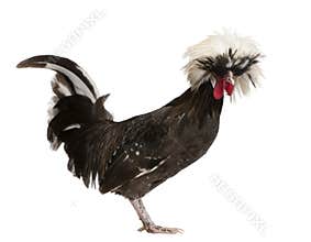 Holland dwarf rooster white-crested chicken, 5 mon