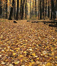 Fall Forest Floor