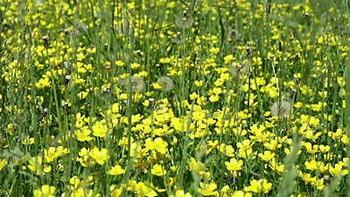 Yellow flowers in green grass. white butterflies above flowers