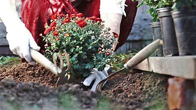 Female hands in protective gloves planting a bush of a red chrysanthemum into the earth. Slow motion