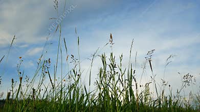 Flowers sunset sky plants