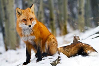 Red Fox Yukon Territories Canada