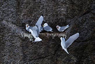 Seagull feeding in the nest