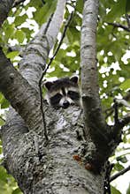 Baby raccoon hiding in cherry tree