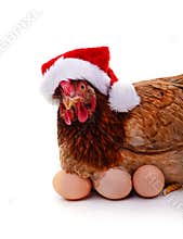 Chicken in a Christmas hat