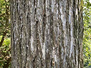 Tree Identification. Bark. September Elm. Ulmus Serotina