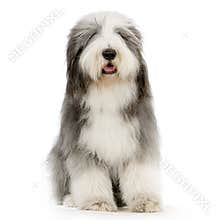Bearded Collie