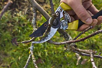 Tree Pruning