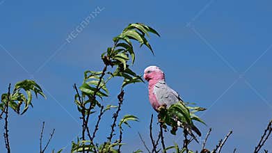 Galah pink and grey cockatoo sitting on a tree