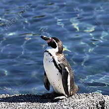 Young auk