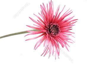 Pink flower