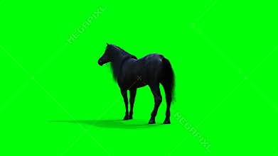 Standing black horse. Green screen realistic animation.
