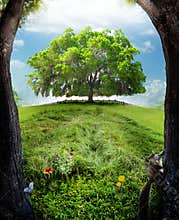 Oak tree
