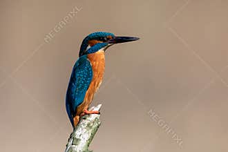 Kingfisher. Alcedo Atthis.