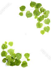 Green leaves, decorative frame